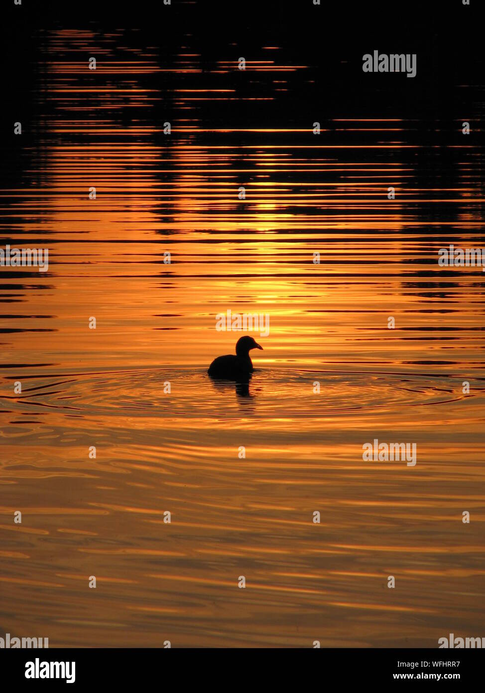Duck sunset water silhouette hi-res stock photography and images - Alamy