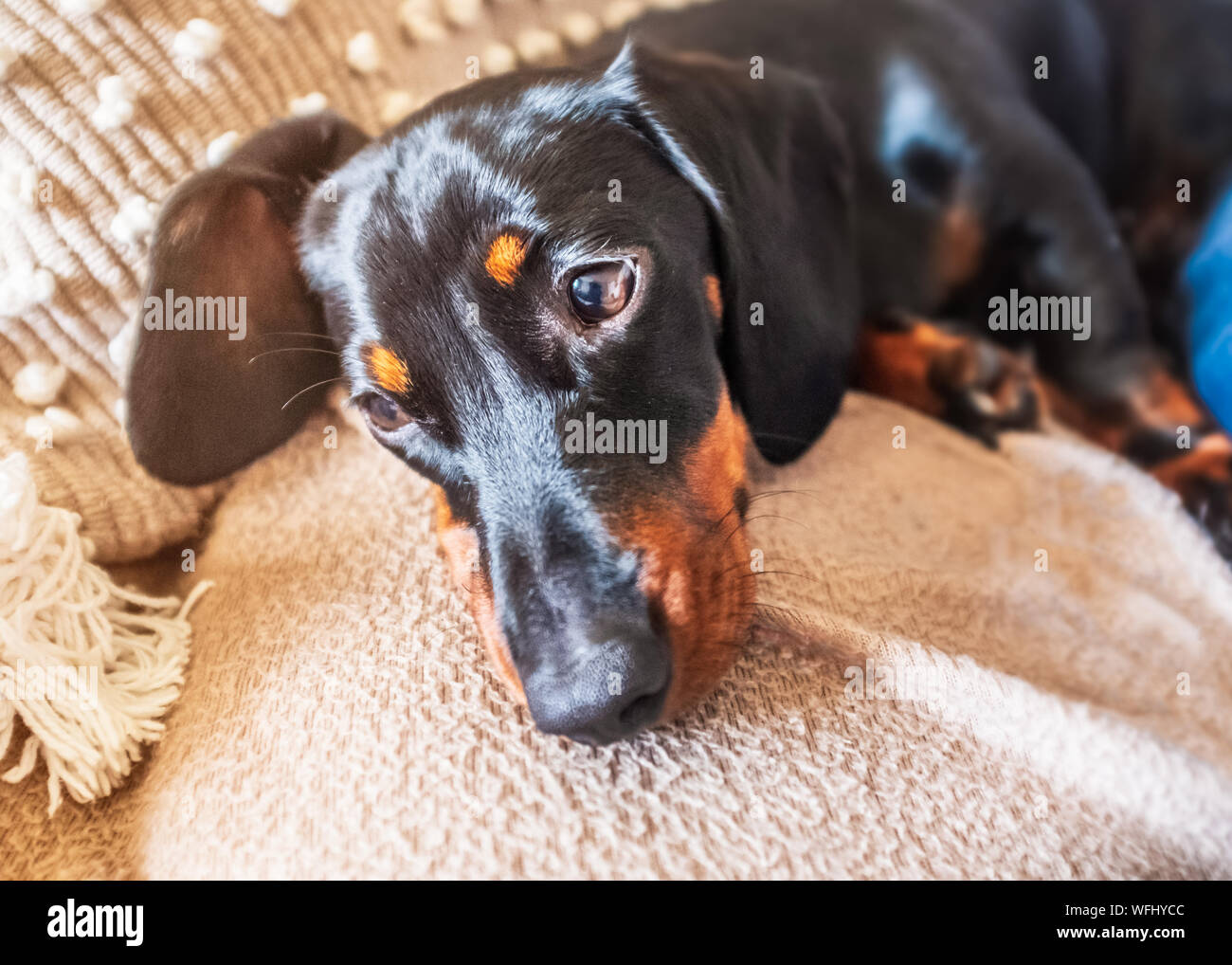 adorable mini dachshunds