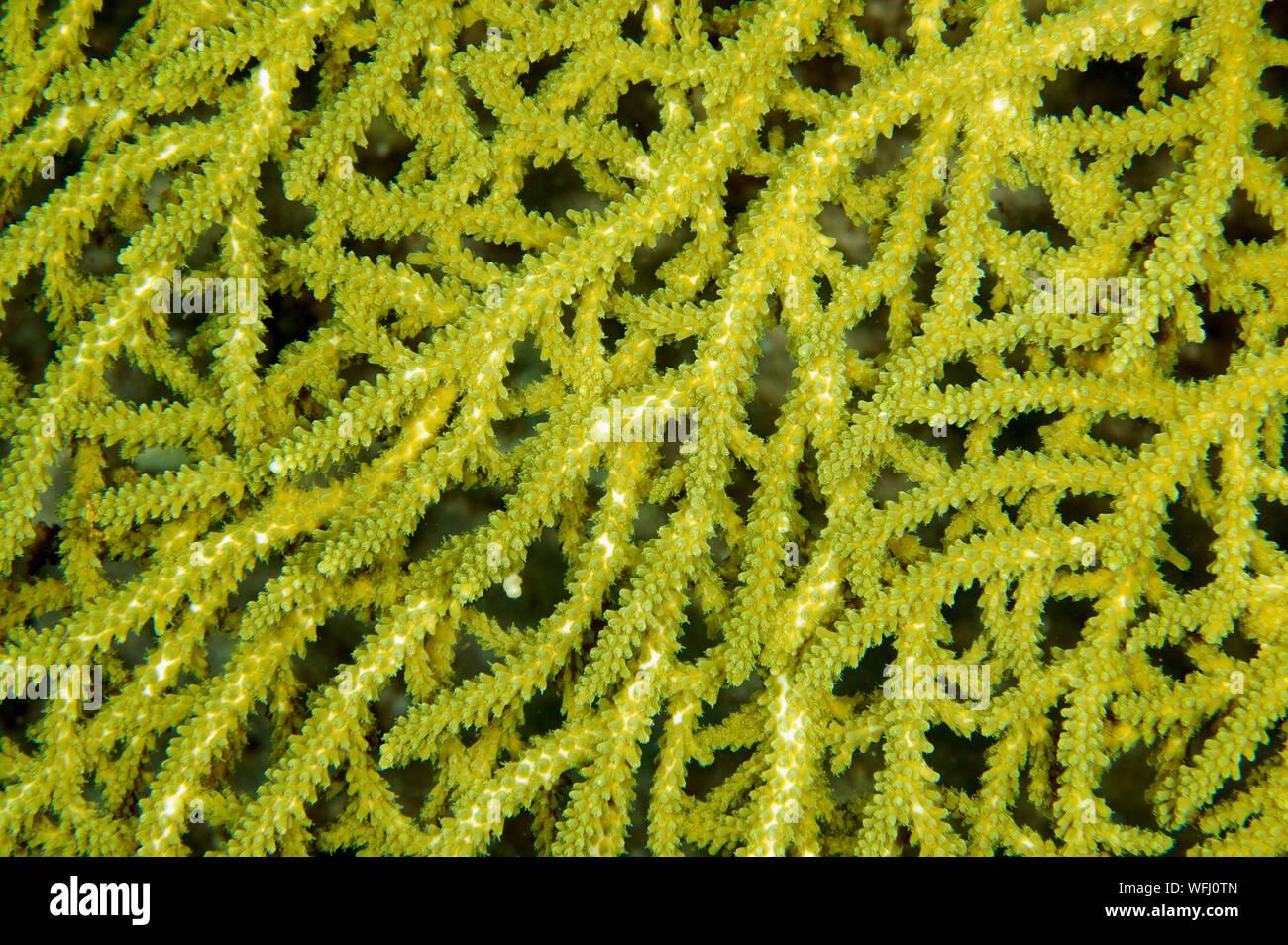 Closeup of Acropora sp., branches, Raja Ampat Indonesia. Stock Photo
