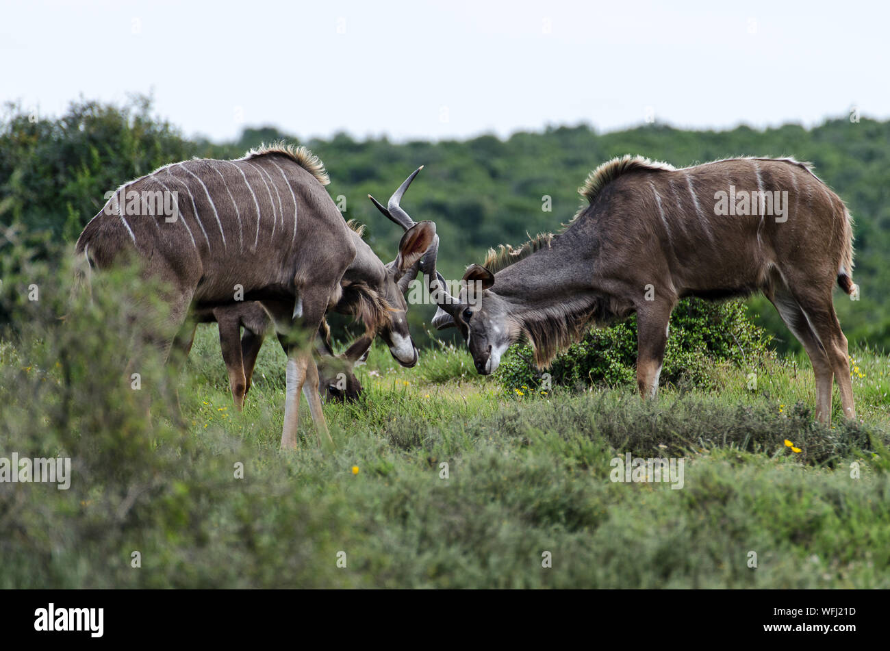 Elands Fighting On Field Stock Photo