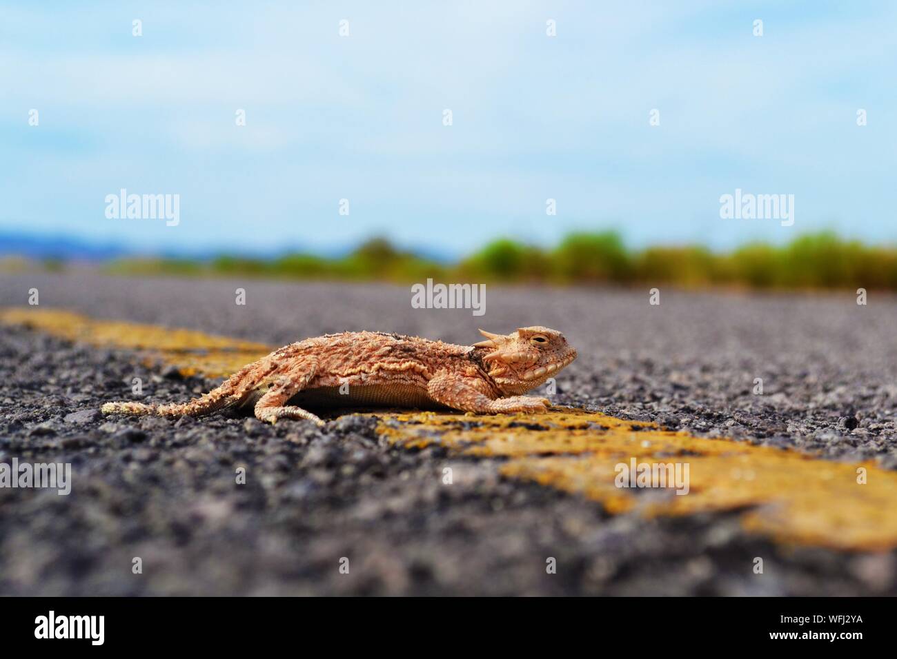 Nevada reptile hires stock photography and images Alamy
