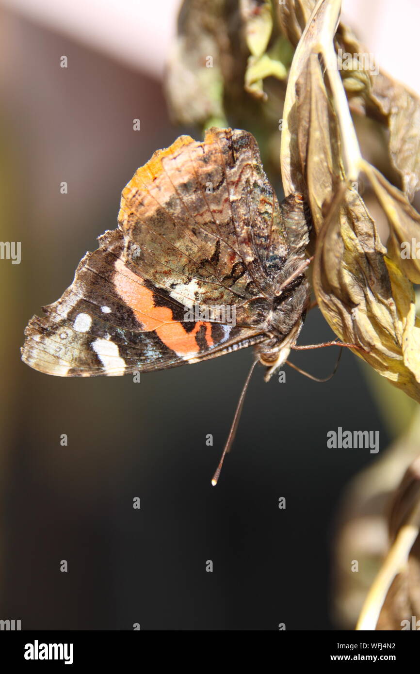 Red Admiral Butterfly Stock Photo
