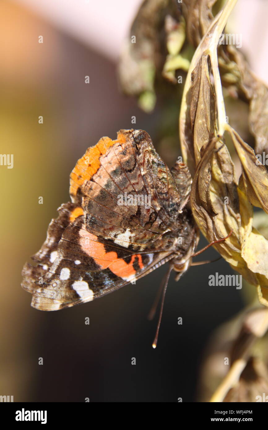 Red Admiral Butterfly Stock Photo
