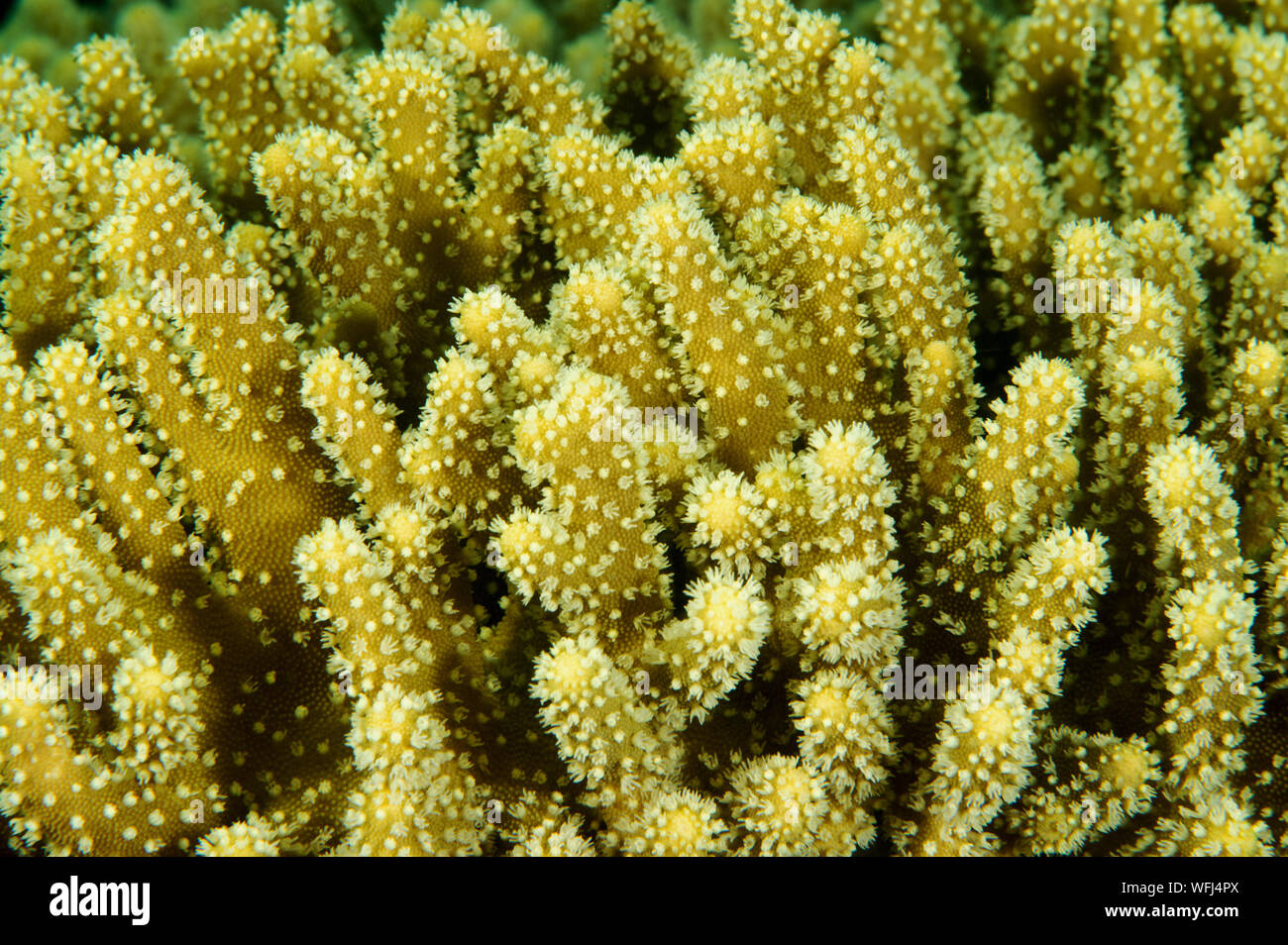 Closeup of softcoral polyps, Lobophyton sp., Raja Ampat Indonesia. Stock Photo