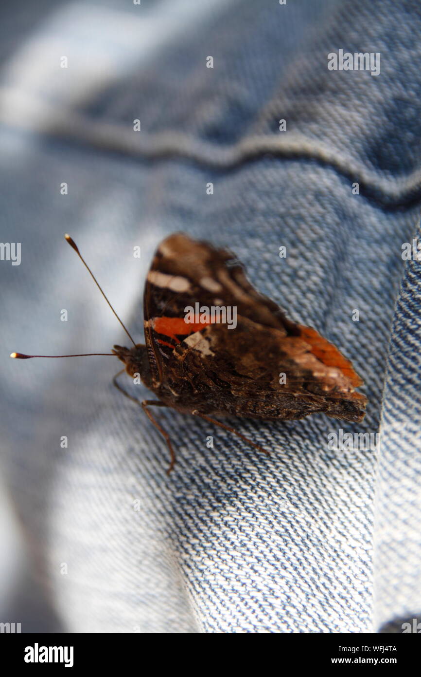 Red Admiral Butterfly Stock Photo