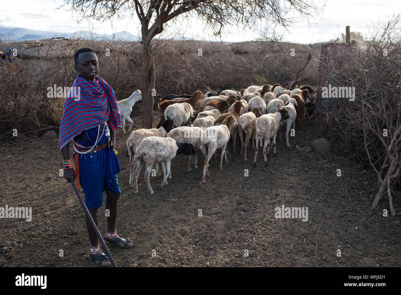 Masai Tribe shepherds, Amboseli National Park, Kenya, Africa Stock Photo