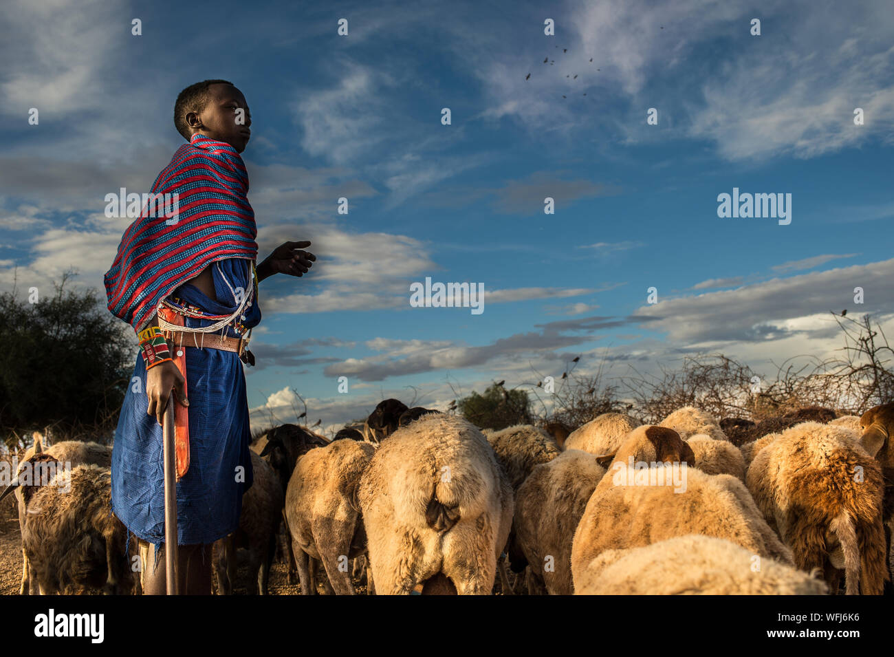 Masai Tribe shepherds, Amboseli National Park, Kenya, Africa Stock Photo