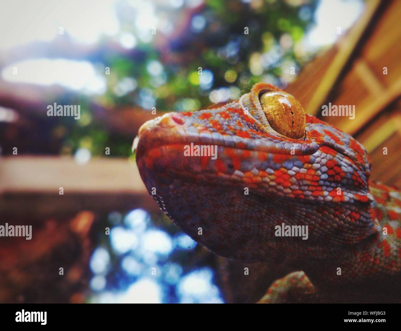 Low Angle View Of Spotted Lizard Stock Photo Alamy