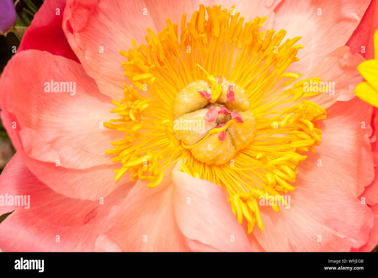 Closeup of the inside part of a pink peony with yellow stamps. Stock Photo