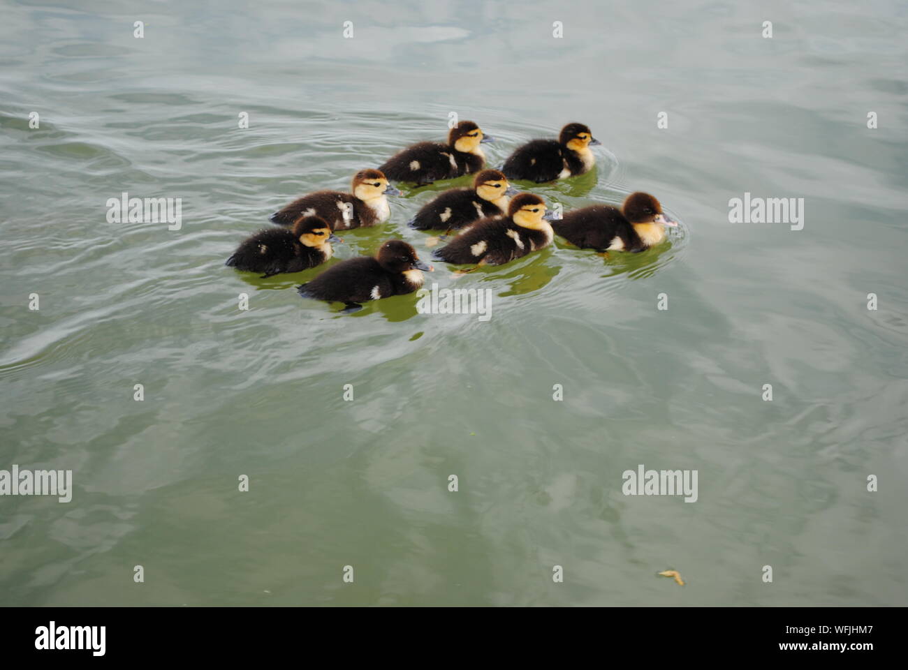High Angle View Of Ducklings Swimming In Lake At Burke Crenshaw Park Stock Photo