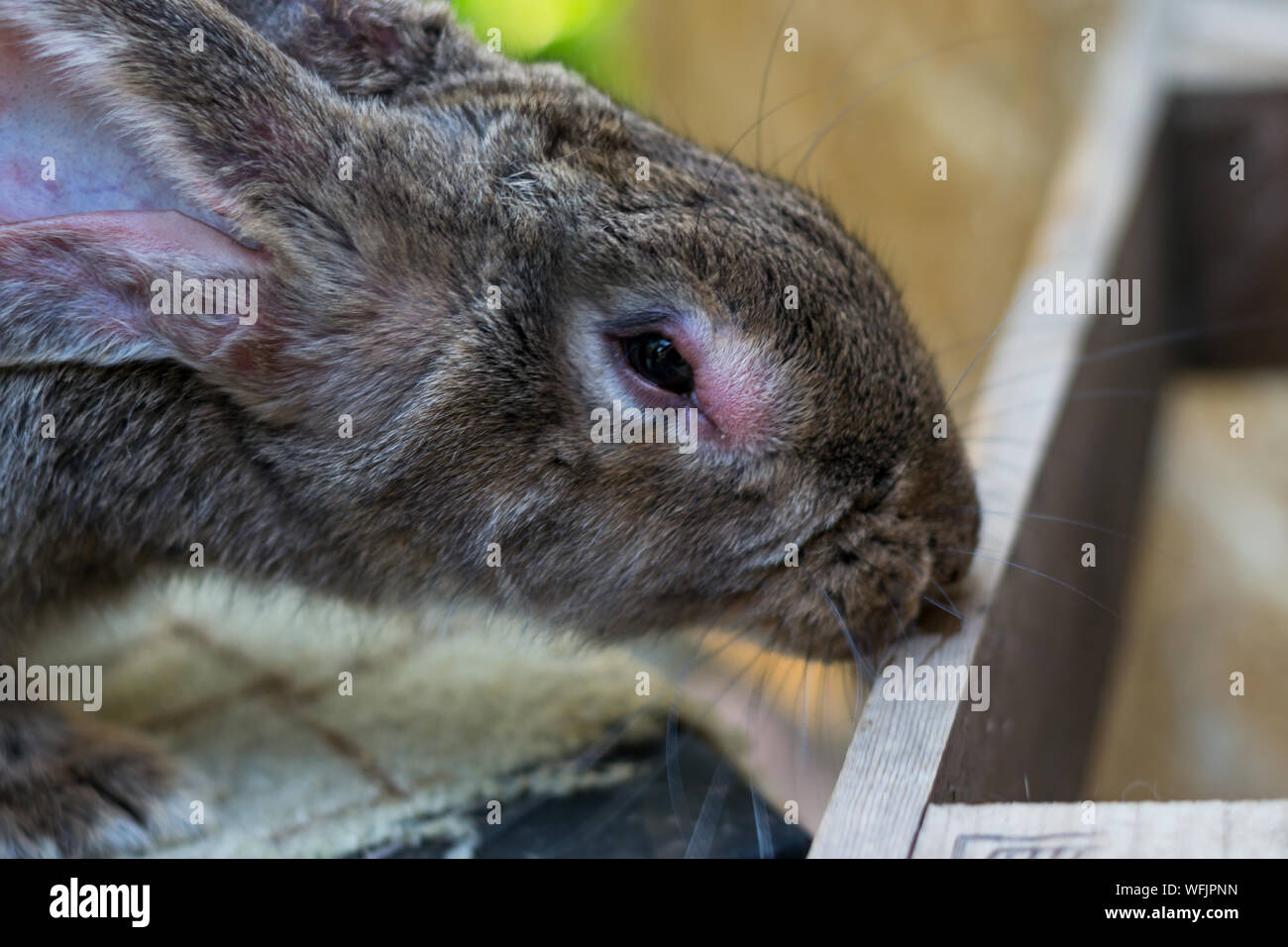 The adult domestic rabbit with myxomatosis Stock Photo