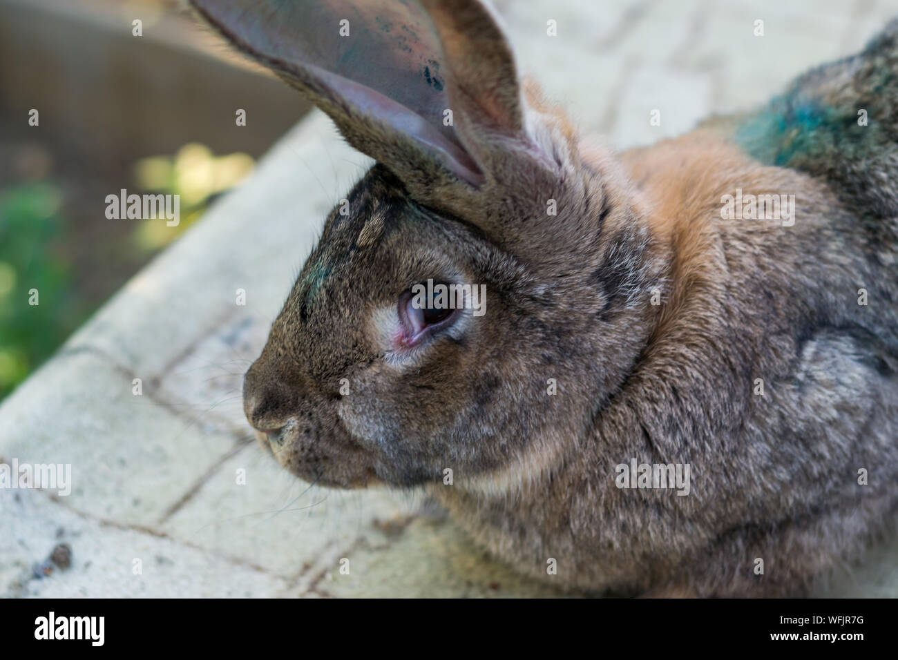 The adult domestic rabbit with myxomatosis Stock Photo Alamy