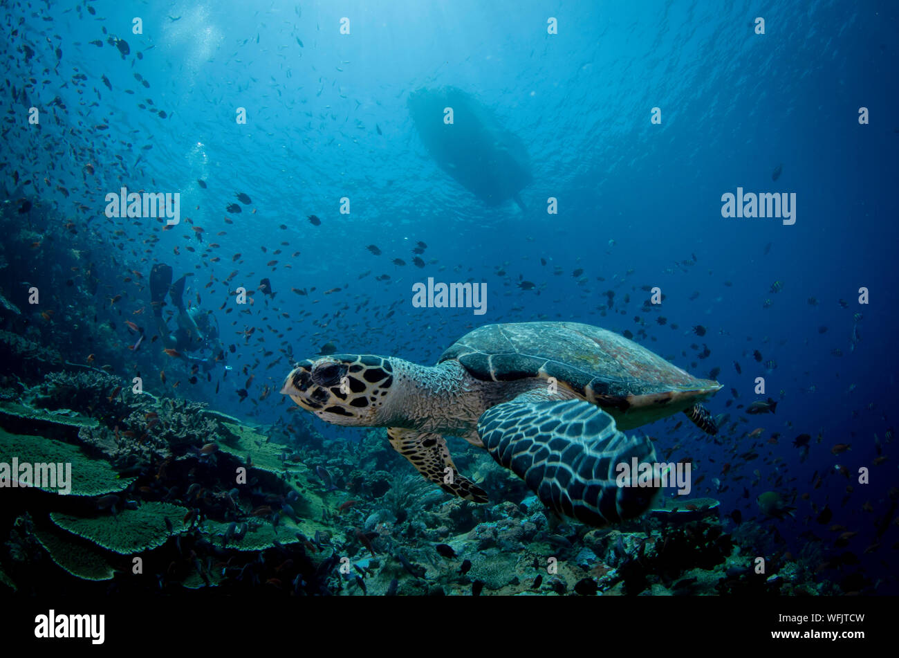 3dRose LSP_172910_1 Sea Turtle Swims Through The Ocean with Tropic Fishes Corals and More Toggle Switch 