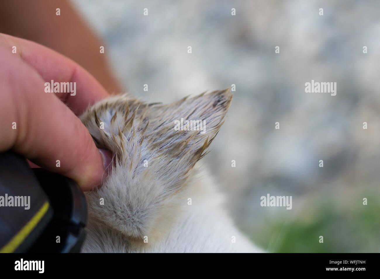 fly allergy in dog ear. Fly Bites on Dog's Ear Stock Photo Alamy