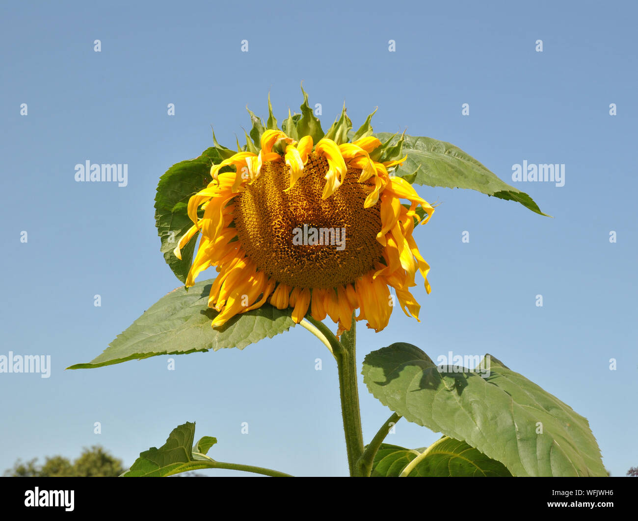 Helianthus annuus, Mammoth Russian Sunflower against a clear blue sky Stock Photo
