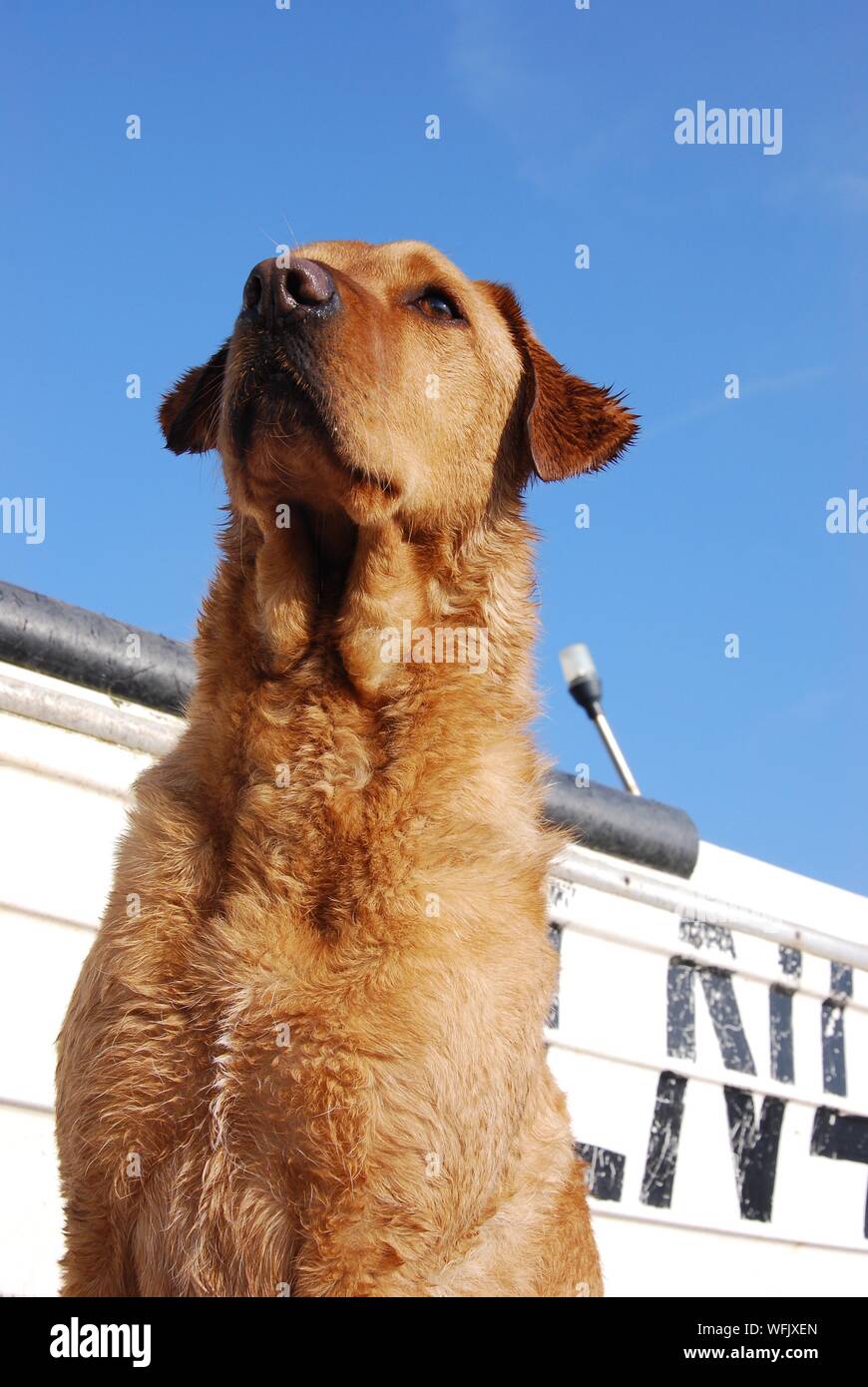 Why Do Dogs Look Away