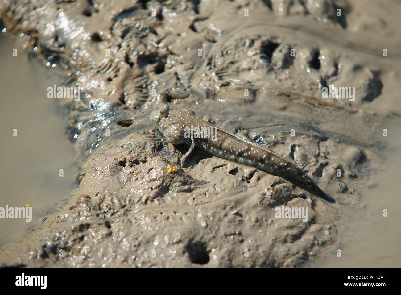 Fish With Legs Hi res Stock Photography And Images Alamy