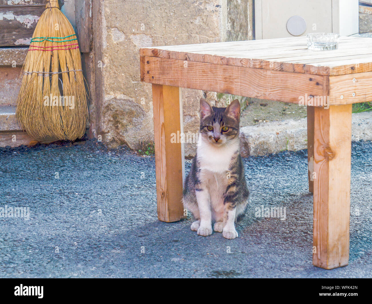 Cat Under Table High Resolution Stock Photography and Images Alamy