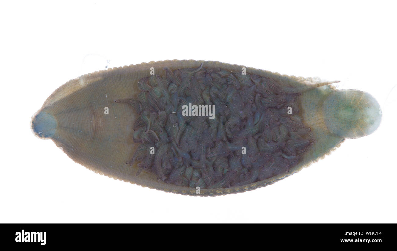 Fish egg hires stock photography and images Alamy