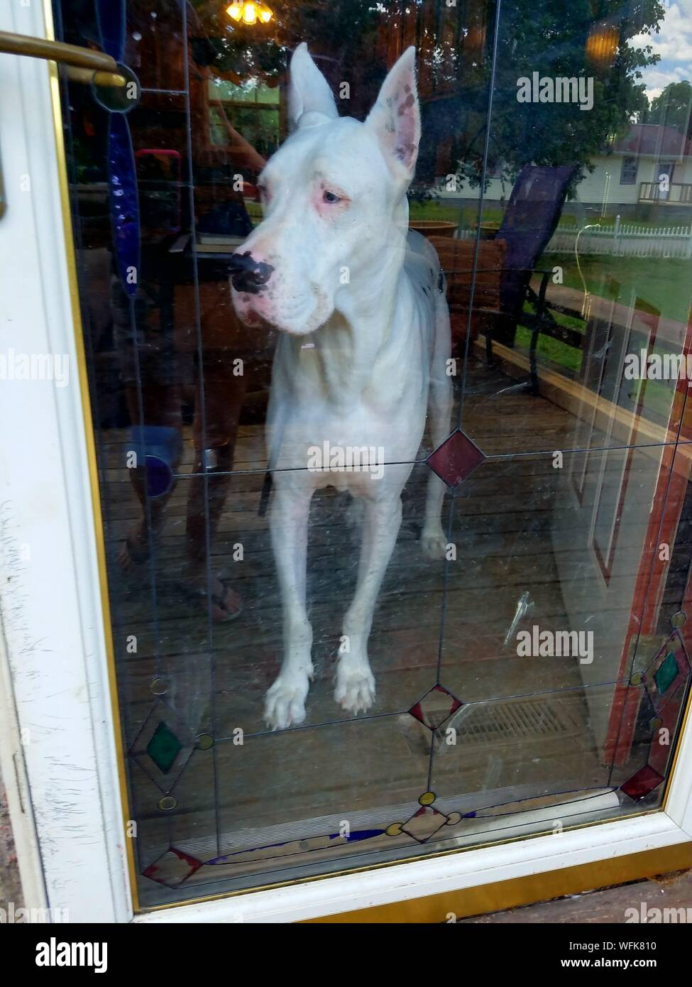 Great Dane Looking Through Glass Door At Home Stock Photo