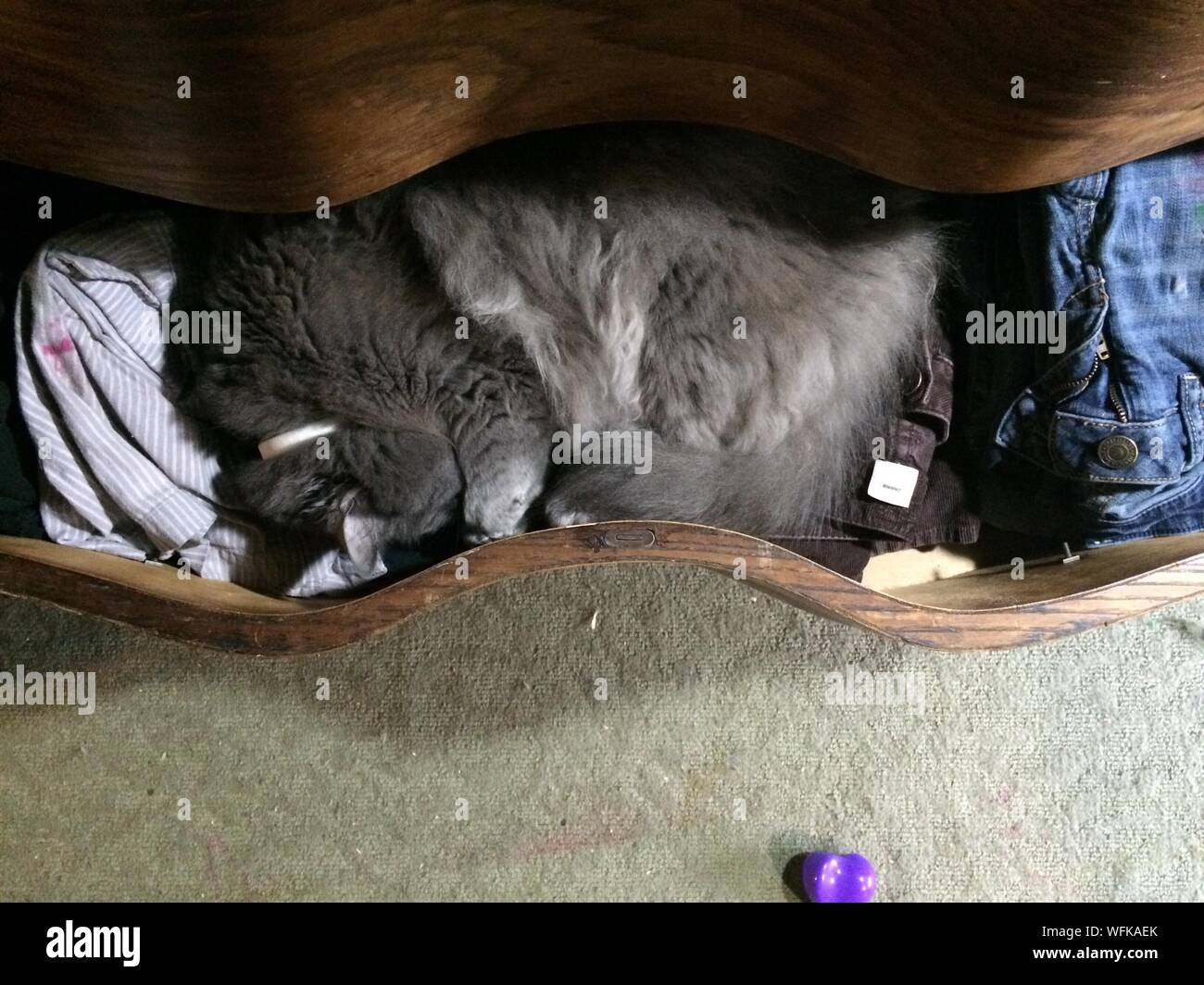 Cat Sleeping In Drawer Stock Photo Alamy