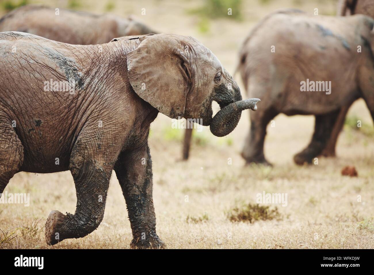 Elephants Walking On Grassy Field Stock Photo