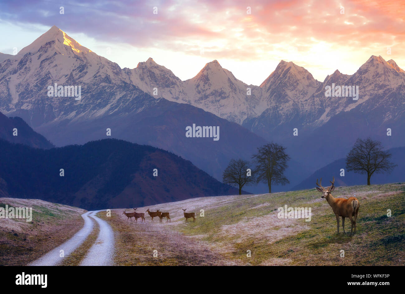 Himalaya wildlife hi-res stock photography and images - Alamy