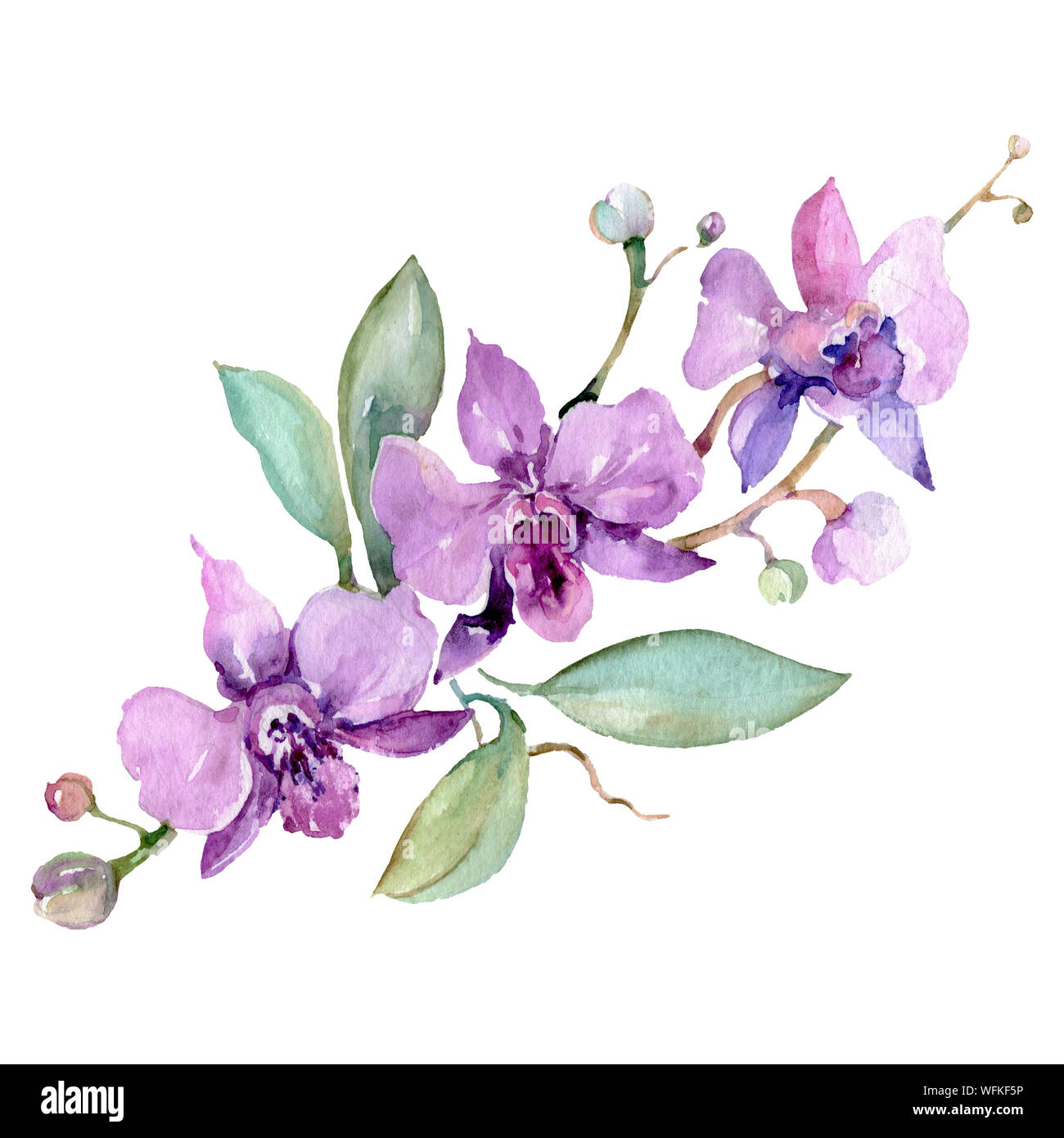 Violet orchid bouquet floral botanical flowers. Watercolor background