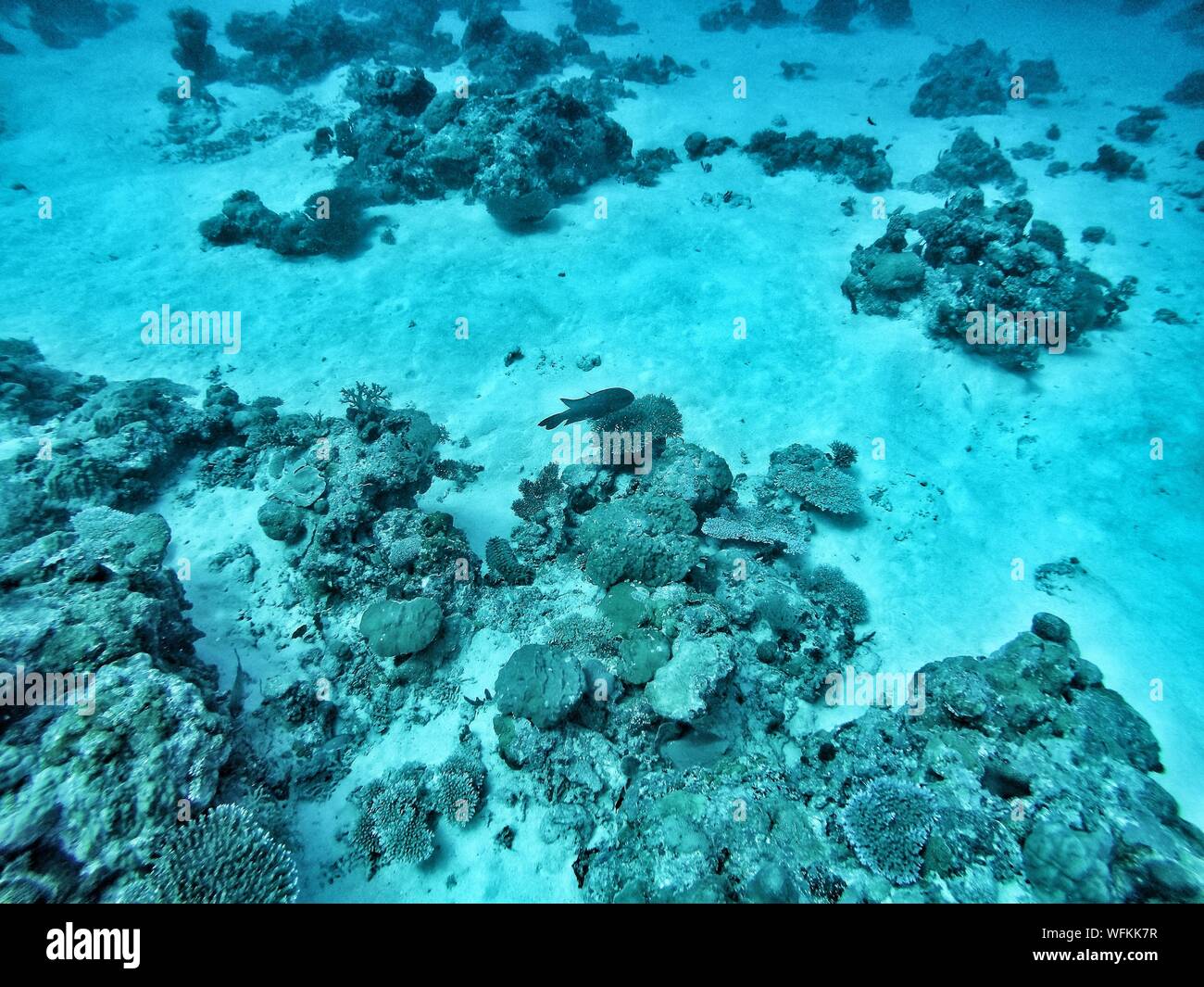 Deep ocean floor fish hi-res stock photography and images - Alamy