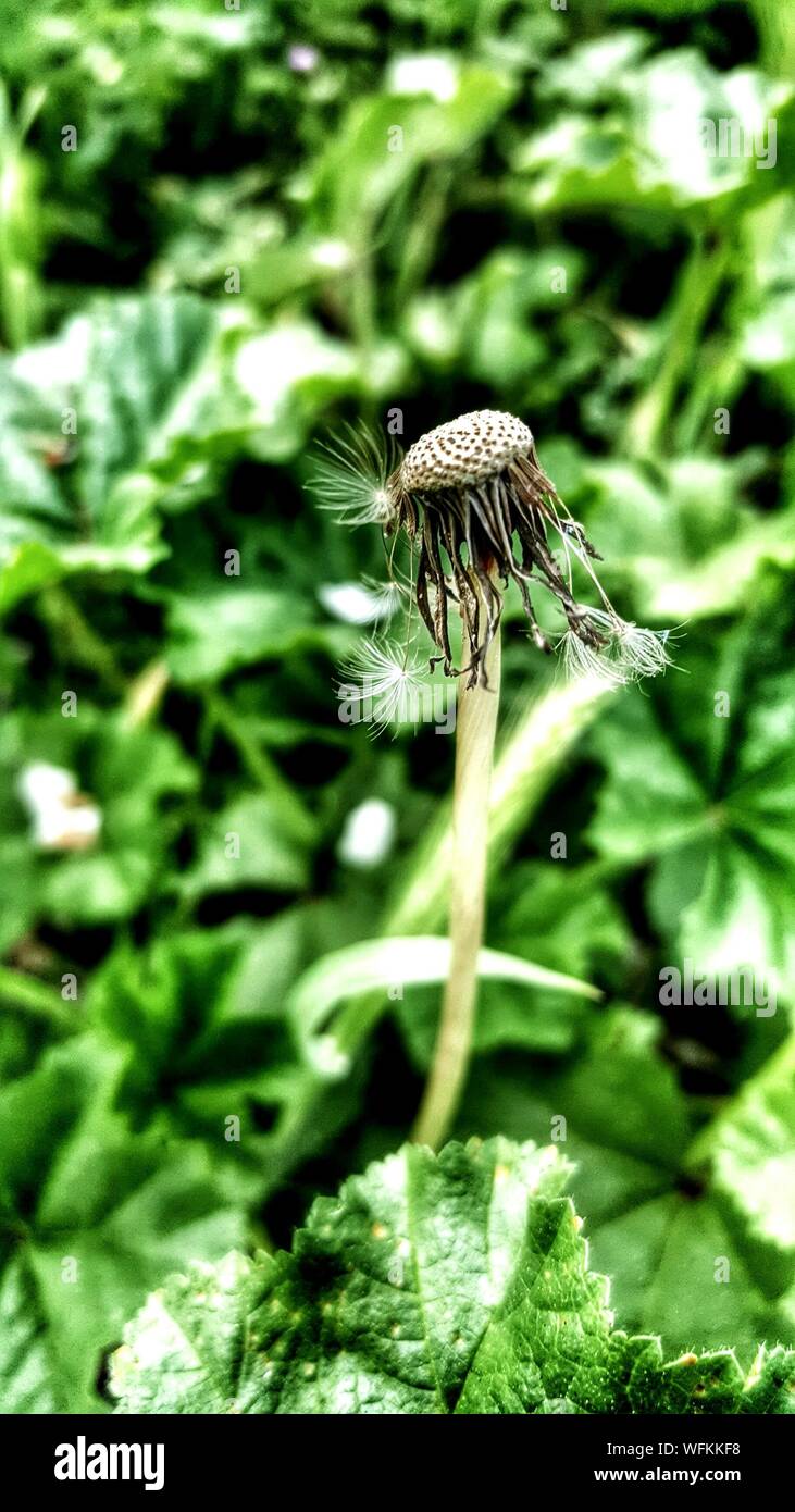 Close-up Of Dandelion Seeds Against Plants Stock Photo