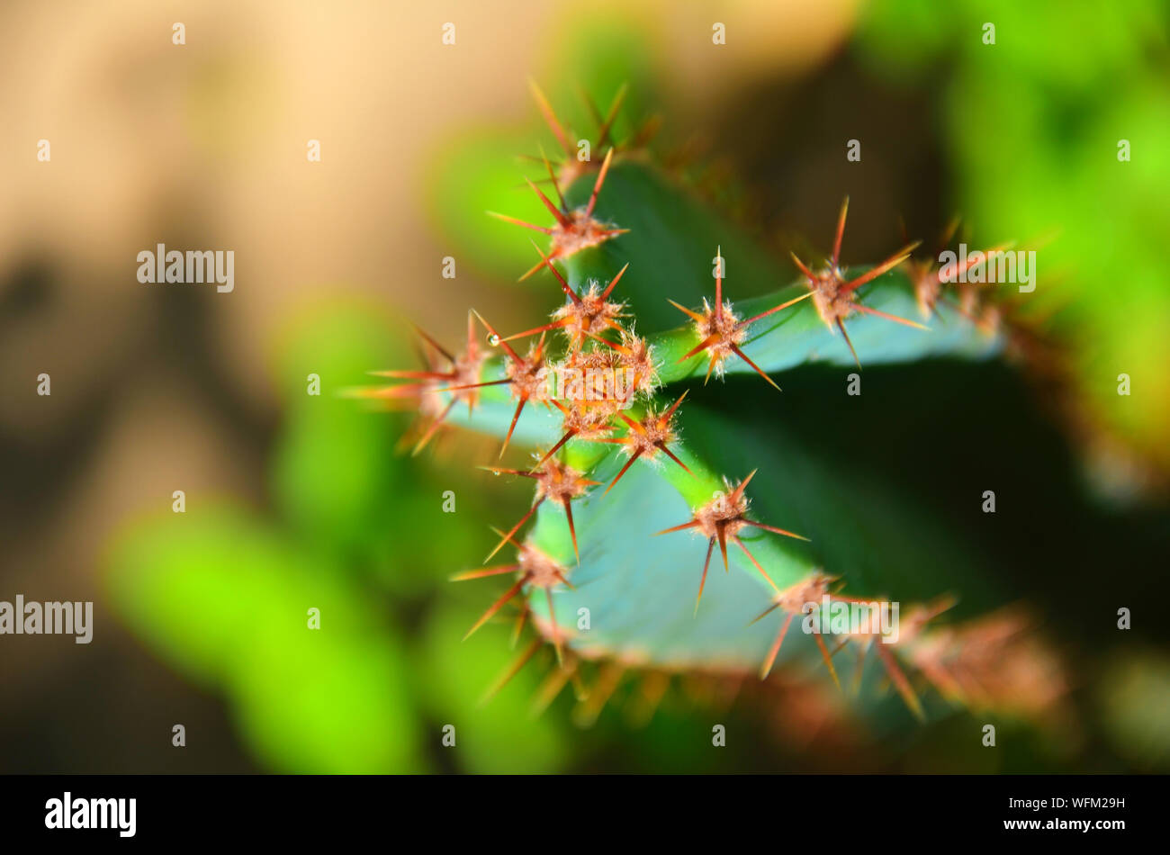 Spiked Cactus High Resolution Stock Photography and Images - Alamy