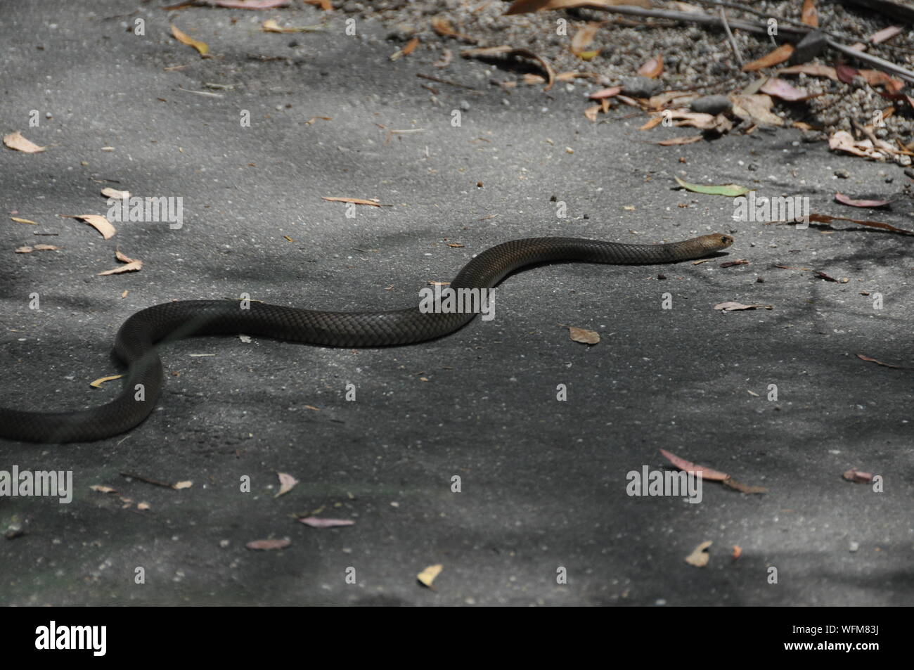 High Angle View Of Venomous Snake On Road Stock Photo