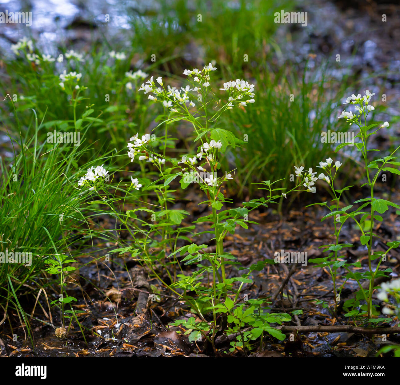 A white flowering plant (enchanter´s nightshade) close to the shore of a lake. Stock Photo