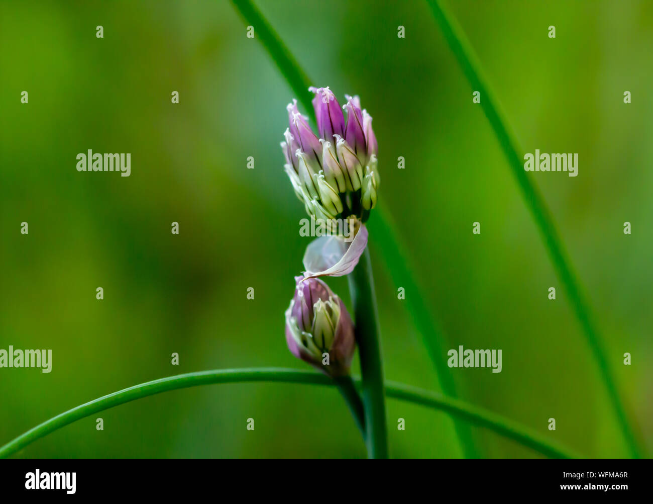 The bud of a flower begins to unfold. Stock Photo