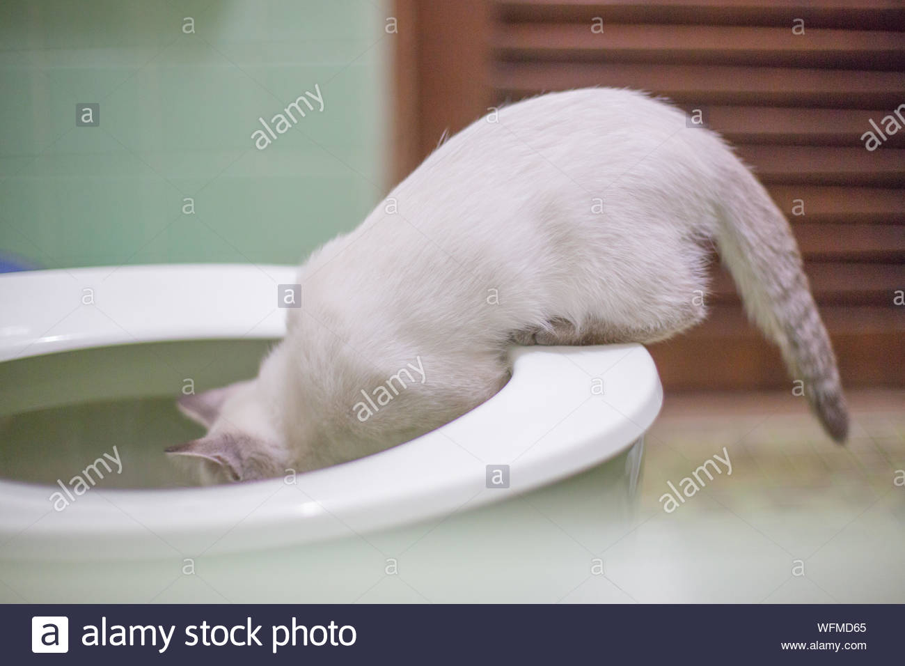 Cat And Toilet High Resolution Stock Photography and Images Alamy