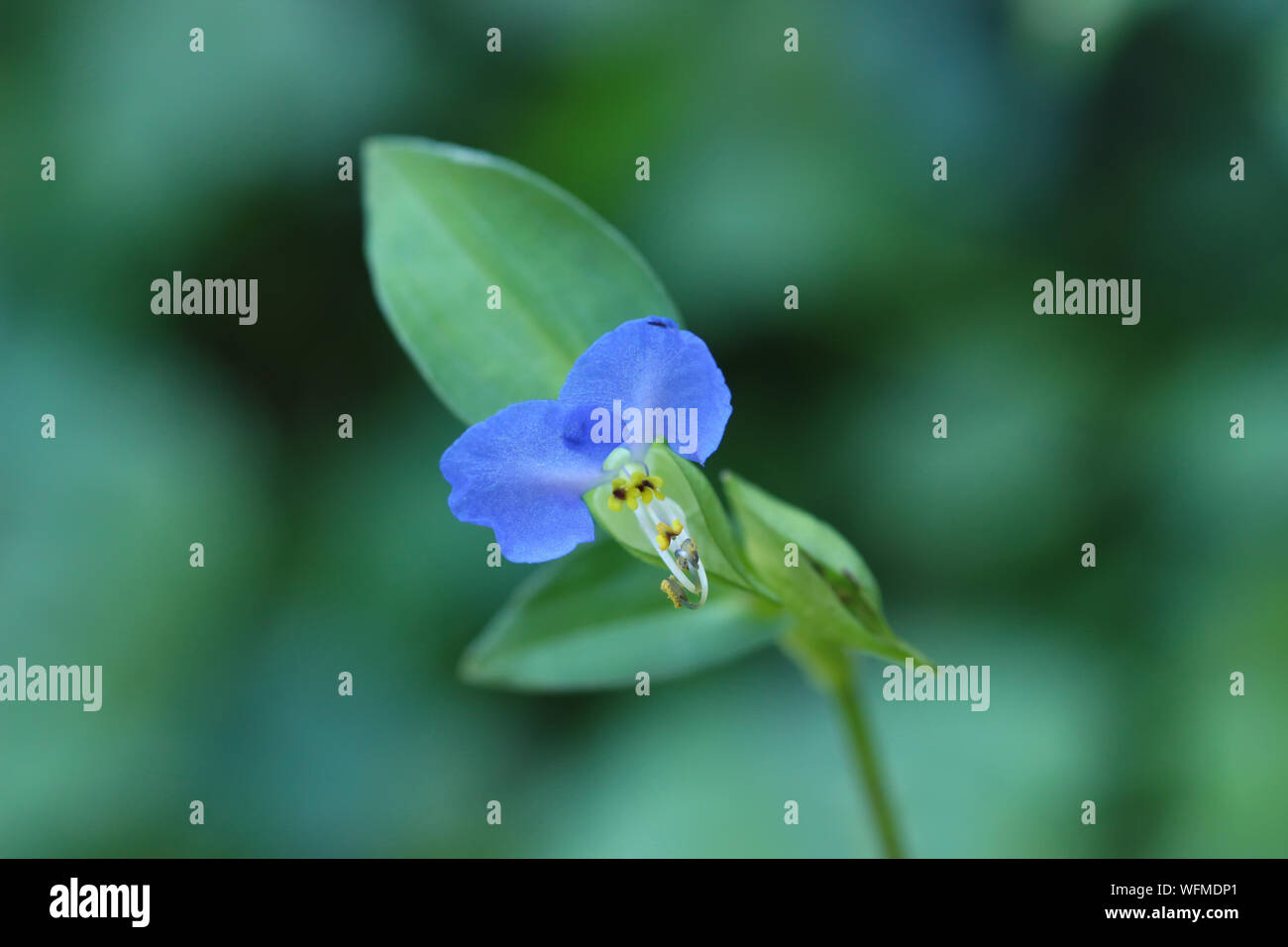 Asiatic dayflower Stock Photo