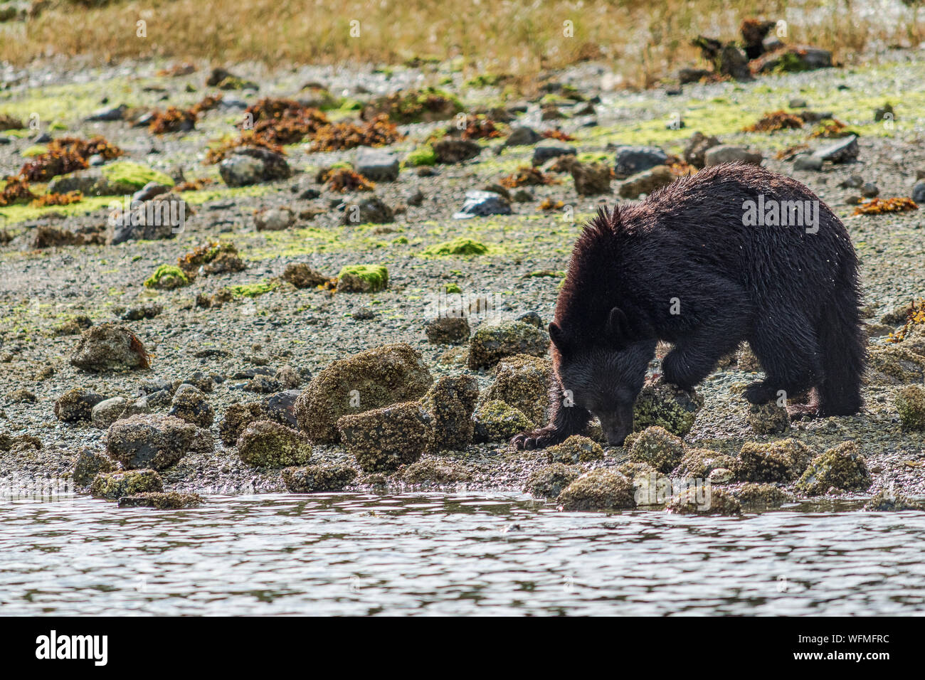 A black bear turns over rocks looking for crabs on a beach near the town of Tofino on Vancouver Island, BC. Bear boat tours are popular for visitors. Stock Photo