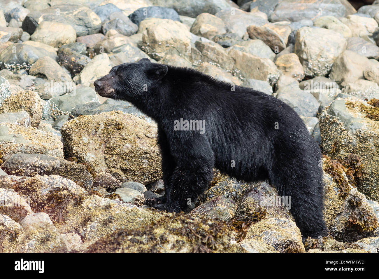 A large black bear stops to enjoy the summer sunshine on a rocky beach on Vancouver Island, Canada, near the tourist destination of Tofino. Stock Photo