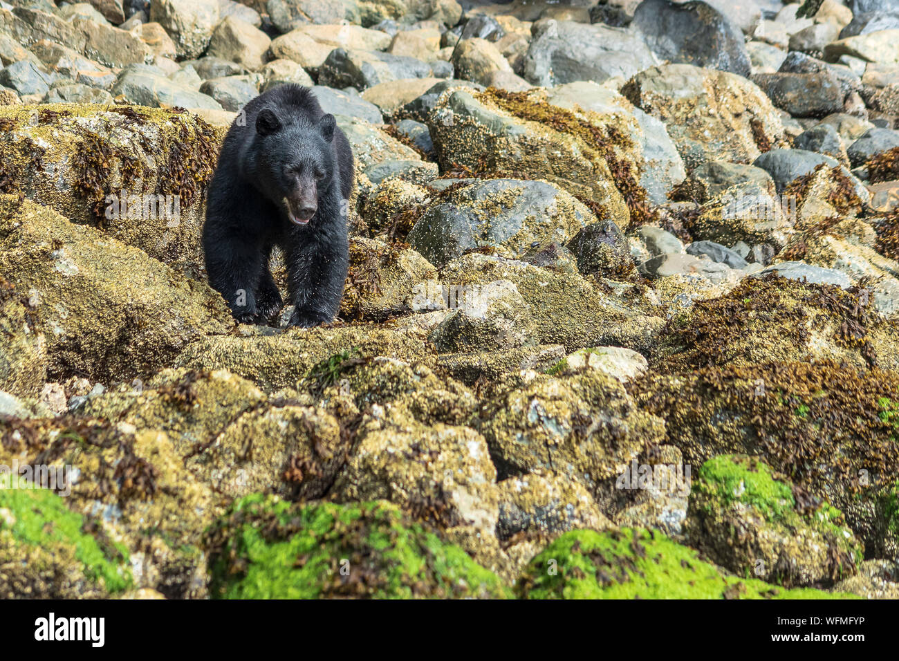 Boat tours from the town of Tofino, BC, take visitors to view Vancouver Island black bears on islands near the Pacific Rim National Park Reserve. Stock Photo