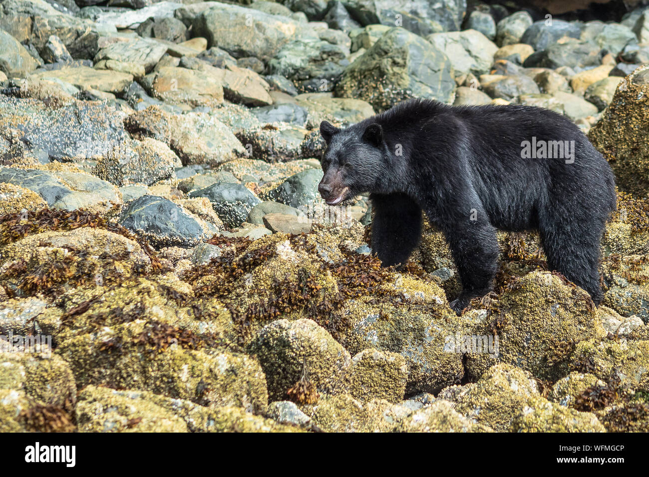 Vancouver Island black bears are found throughout the Pacific Rim National Park Reserve near the towns of Tofino and Ucluelet, British Columbia. Stock Photo
