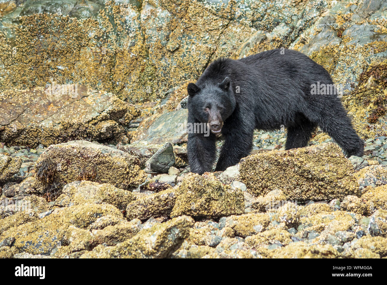 A ursus americanus vancouveri, or Vancouver Island black bear, forages a beach for food near the town of Tofino on the west coast of the island. Stock Photo