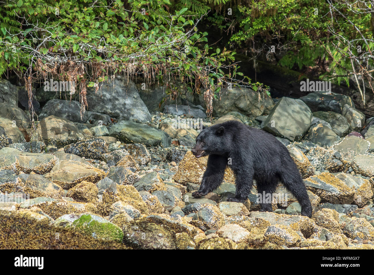 Ursus americanus vancouveri is the scientific name of the Vancouver Island black bear, a unique species slightly larger than mainland black bears. Stock Photo