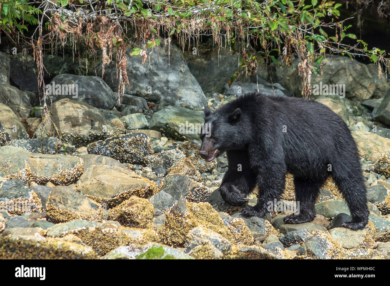 Vancouver Island, BC, is home to over 7000 black bears, which are a unique species that are slightly larger than their mainland cousins. Stock Photo