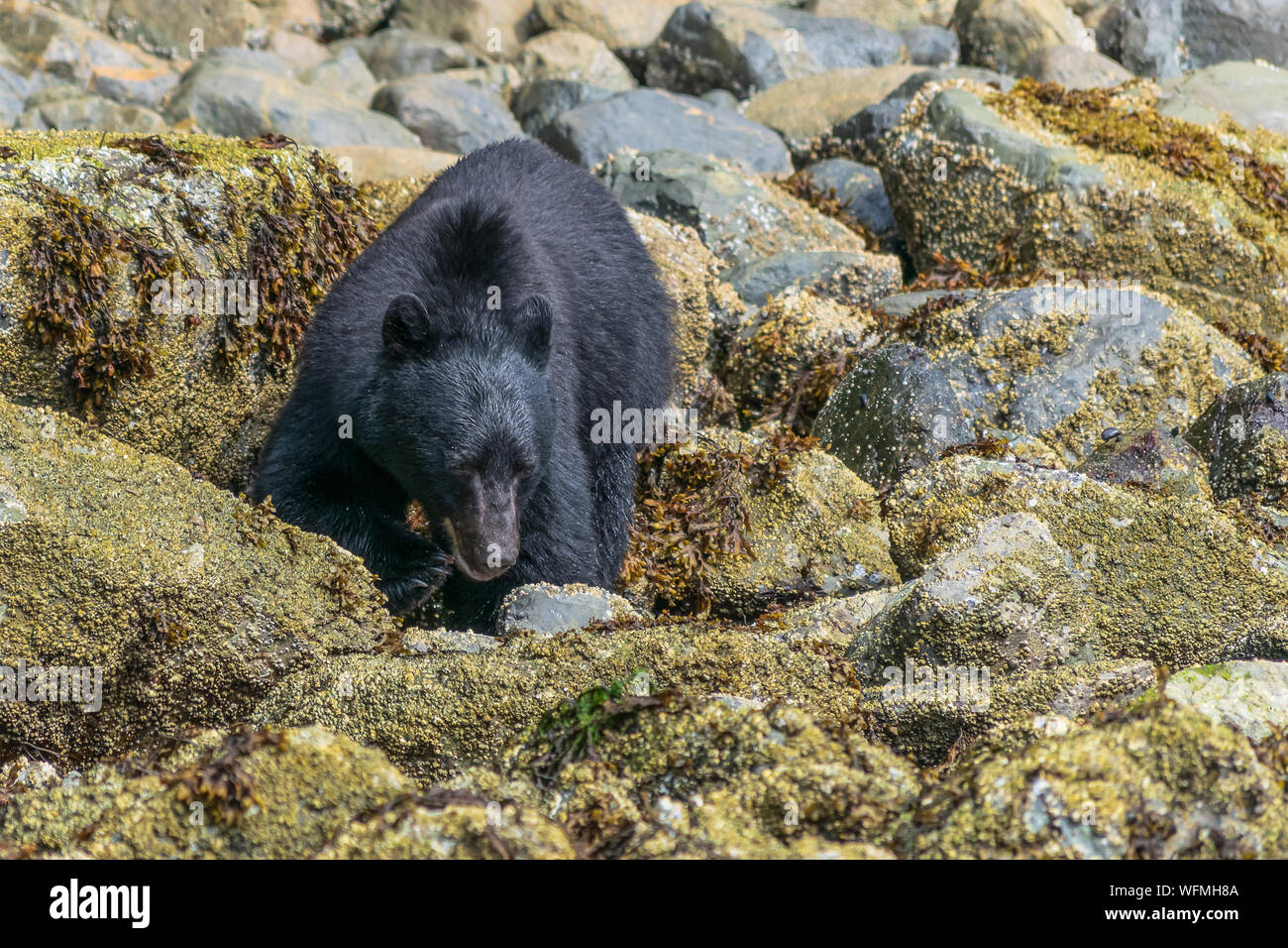 Vancouver Island, British Columbia, is home to a large thriving population of indigenous black bears that comb coastal beaches for food. Stock Photo