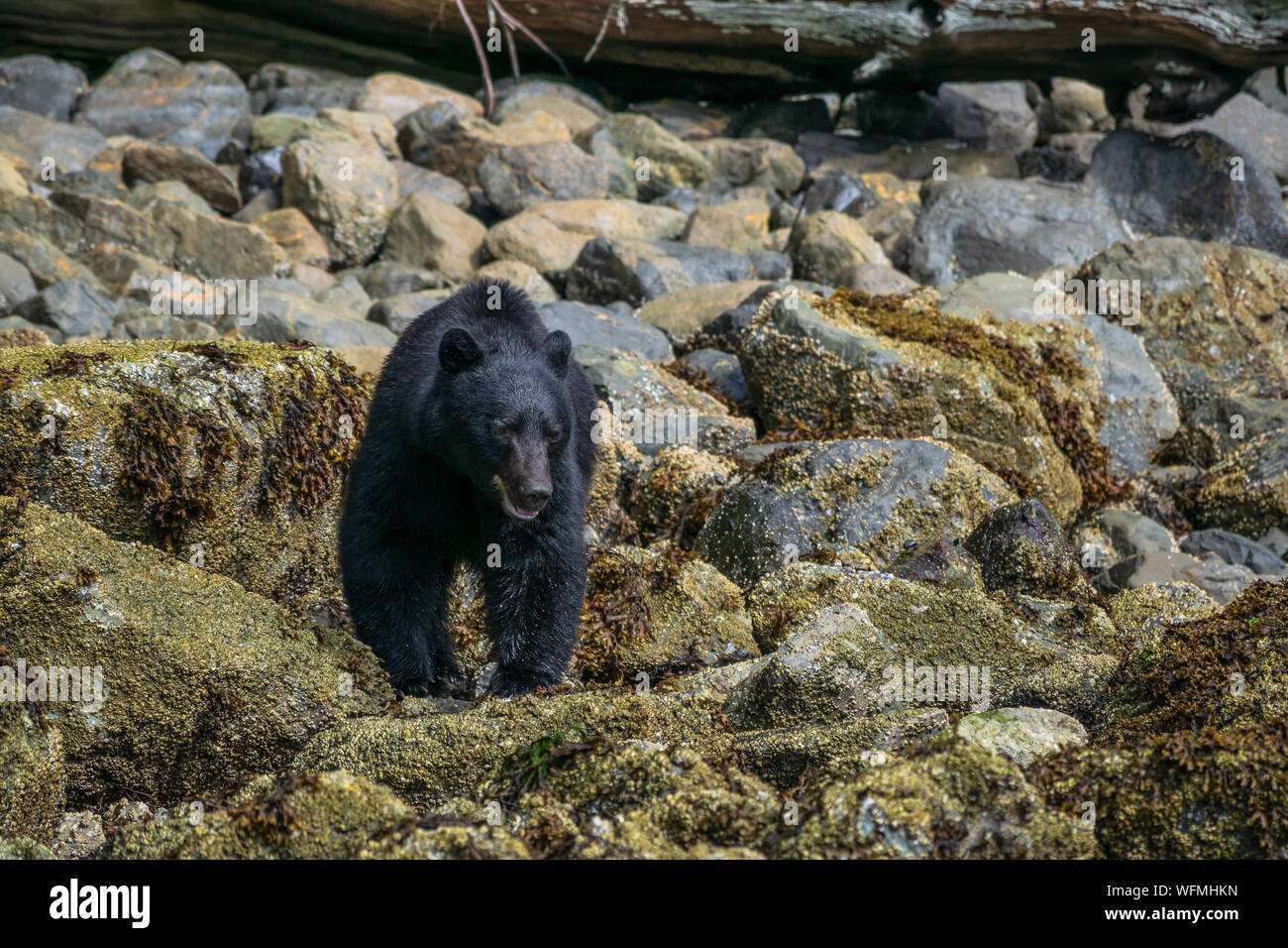 Visitors to Tofino on Vancouver Island, British Columbia, can get close to large wild coastal black bears on several different boat tours. Stock Photo