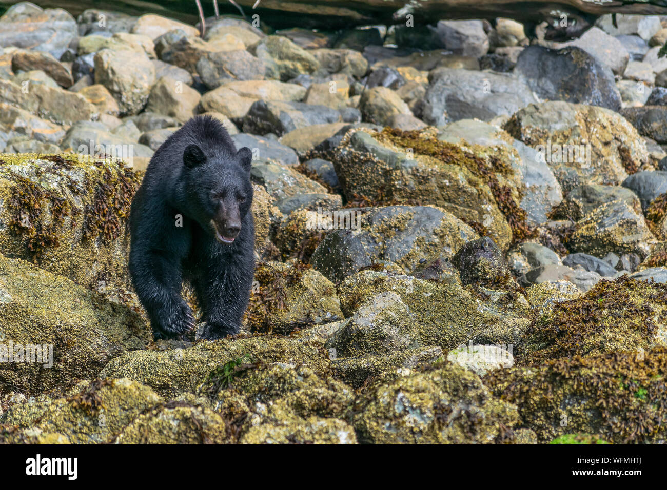 A thriving population of black bears is found on Vancouver Island, British Columbia.  Visitors can view bears on boat tours from the town of Tofino. Stock Photo