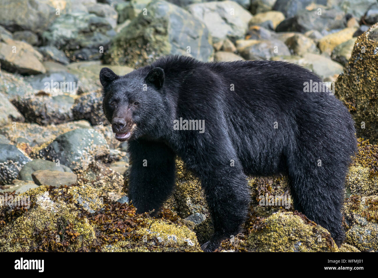Black bear tours are a popular activity for visitors to the west coast of Vancouver Island, British Columbia, out of the towns of Tofino and Ucluelet. Stock Photo