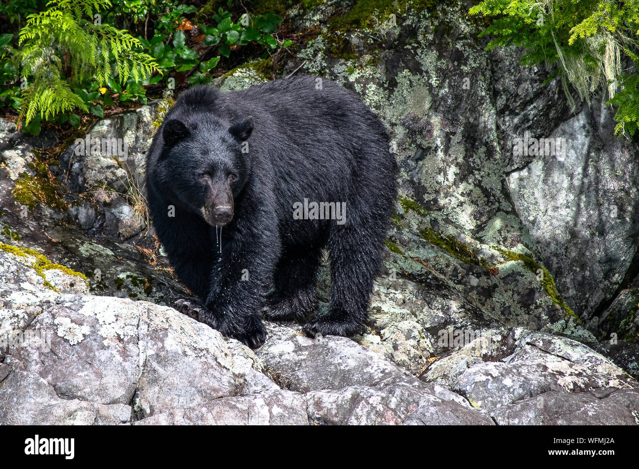 A large black bear patrols a beach on a rocky island near Tofino, BC, Canada.  Coastal bears are easily viewed by visitors on boat tours year round. Stock Photo