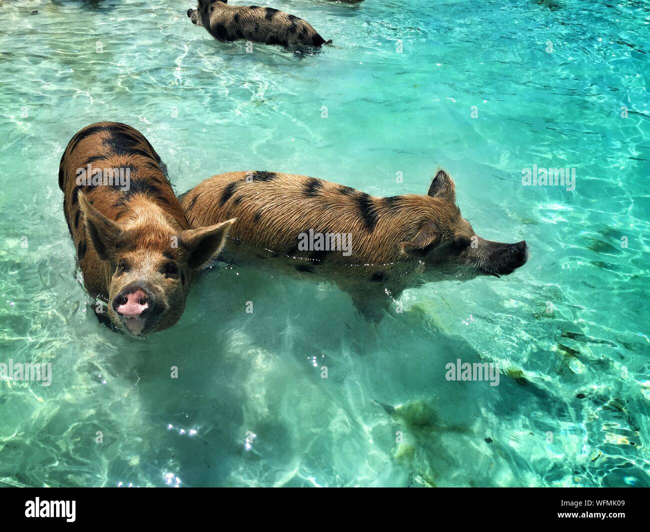 Pigs in the sea hi-res stock photography and images - Alamy