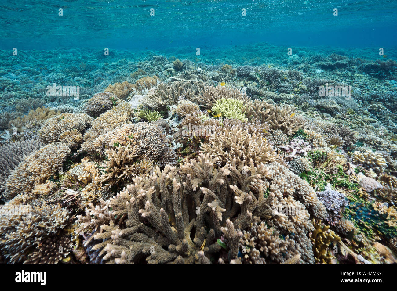 Reef scenic with pristine Acropora hard corals Raja Ampat Indonesia. Stock Photo